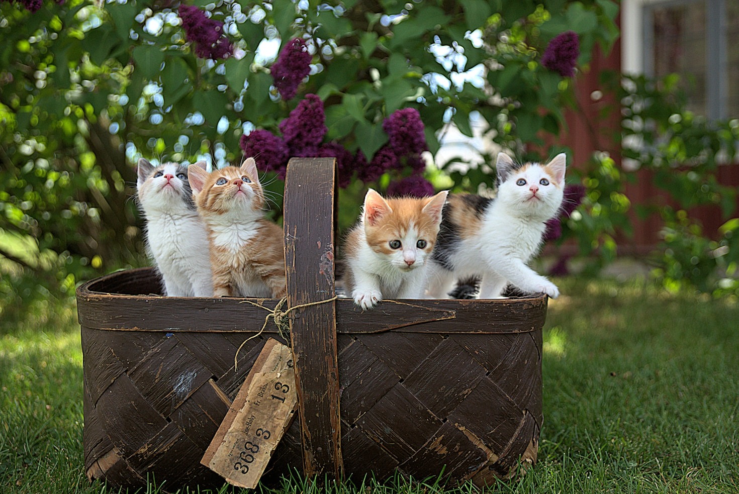 How Cats Inspire Creative Storytelling