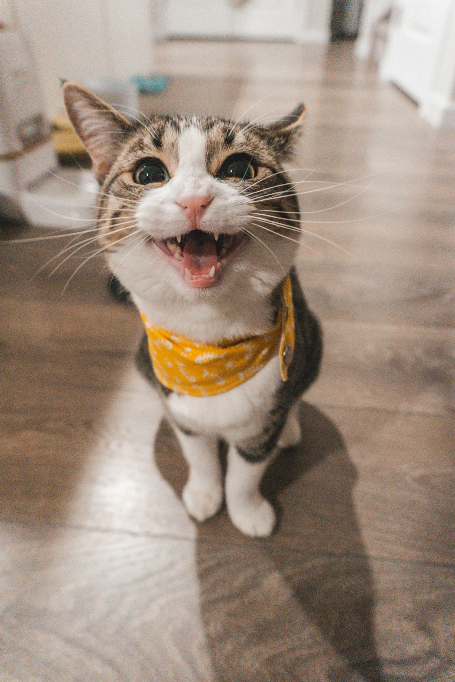 Feline Friendships: A Bond Like No Other
