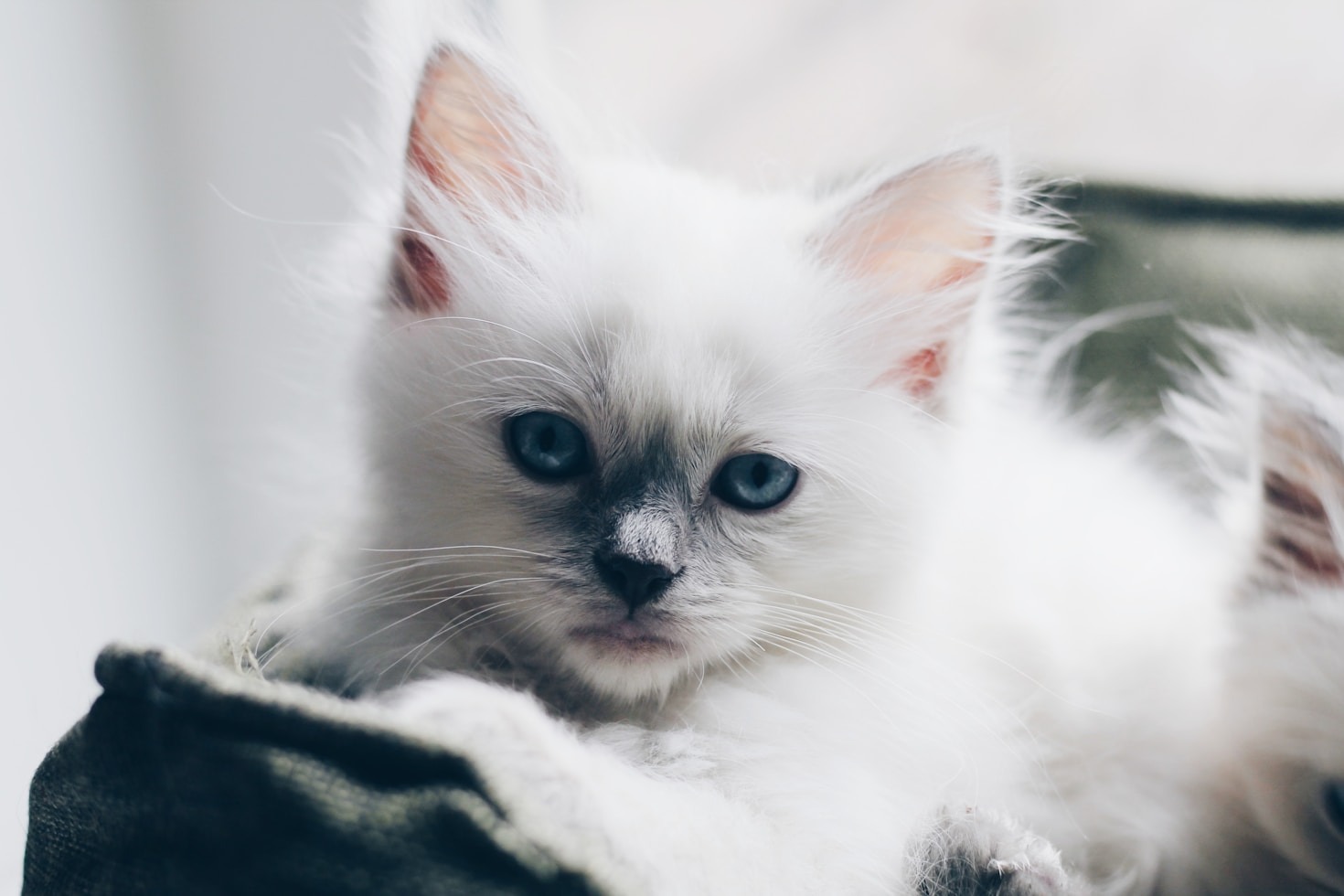 Why Cats Hold a Special Place in Our Hearts